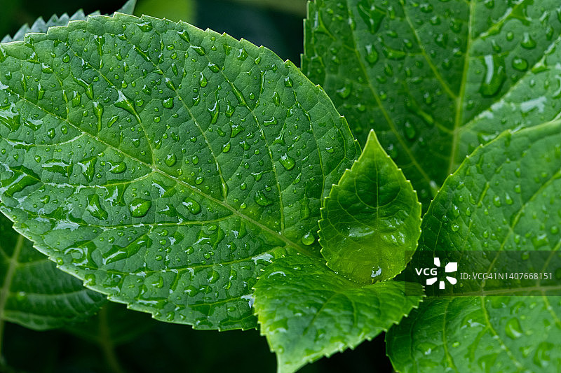 公园里植物或灌木的绿叶，绣球花大叶图片素材