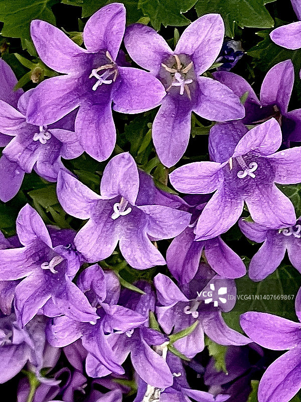 特写镜头下的紫色风铃草图片素材