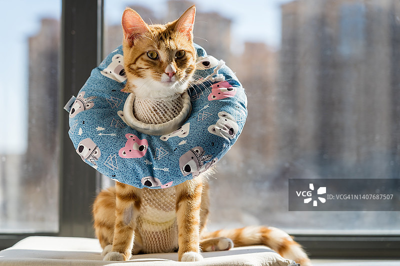 戴着项圈的姜黄色猫咪，刚做完绝育手术图片素材