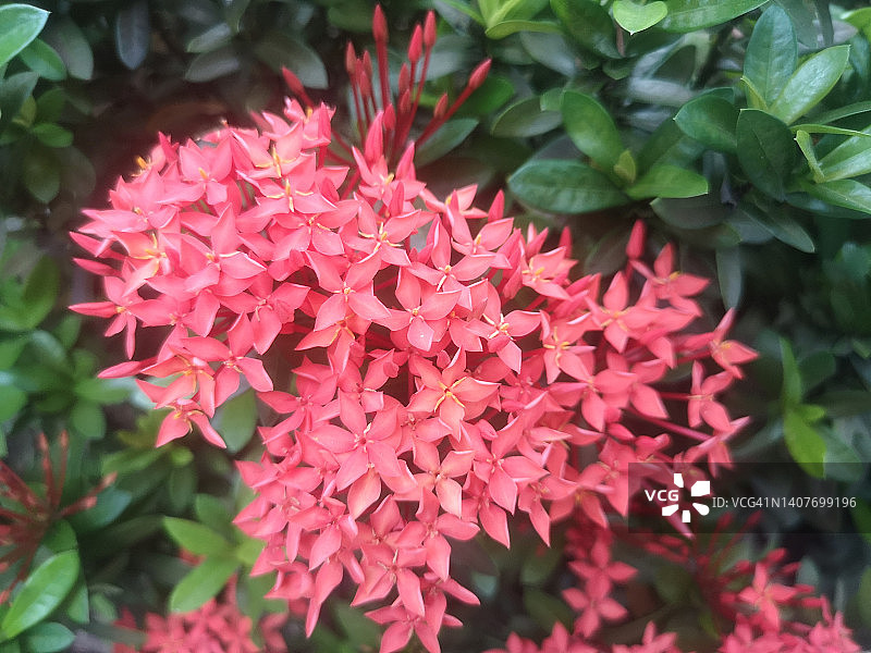 红色龙船花在绿色树丛中绽放图片素材