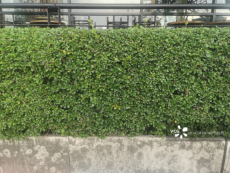 灌木树纹理自然背景上的小绿叶图片素材