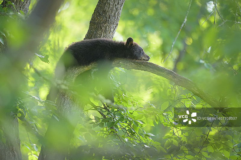 一只黑色小熊幼崽在高高的森林树冠的树枝上睡觉图片素材