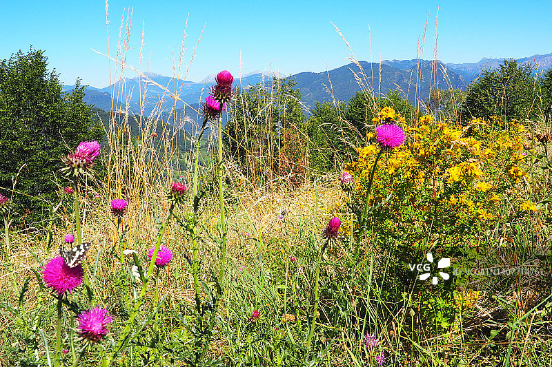 绚丽的夏季草甸山脉图片素材