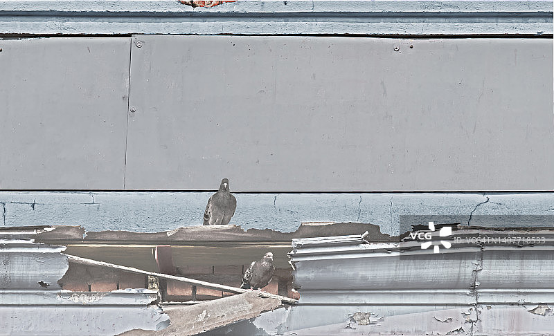 废弃建筑物中的鸽子窝图片素材