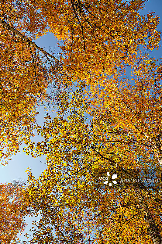 阳光明媚的公园里，白桦树顶部的树枝与蓝天黄叶相映衬图片素材
