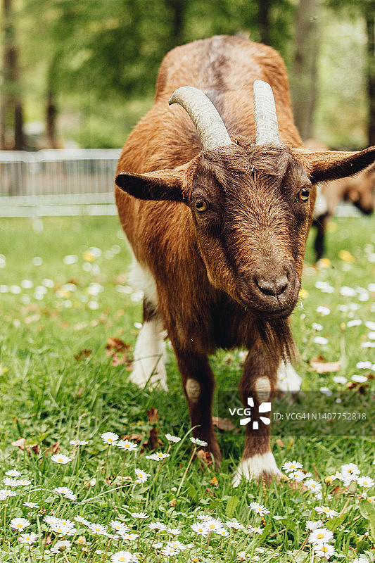 草地上的小山羊肖像图片素材