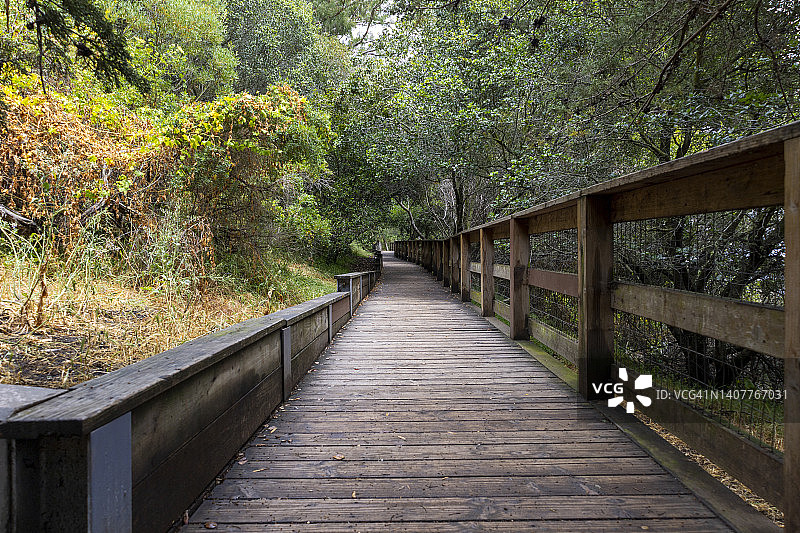 郁郁葱葱的绿色公园中落叶树之间的木制小路图片素材