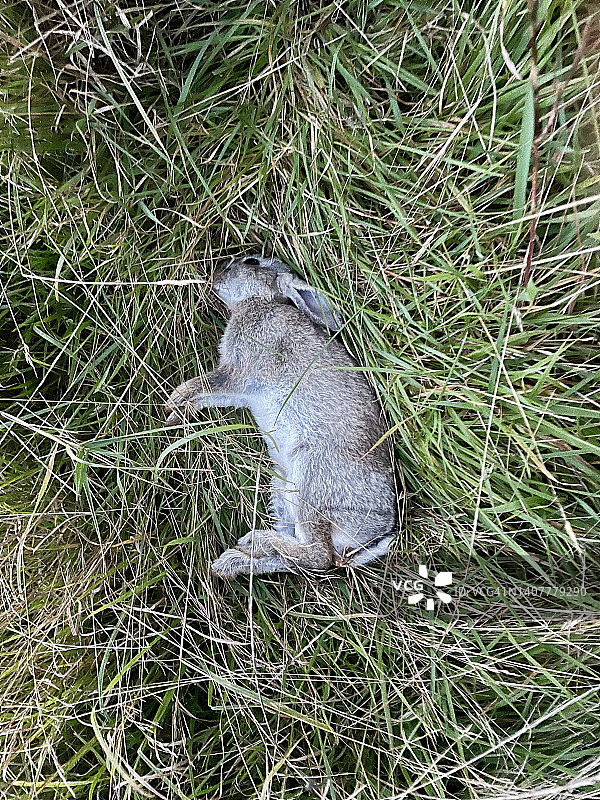 死兔子图片素材