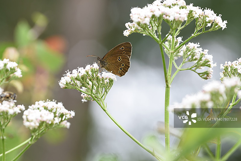 褐色的森林鸟图片素材