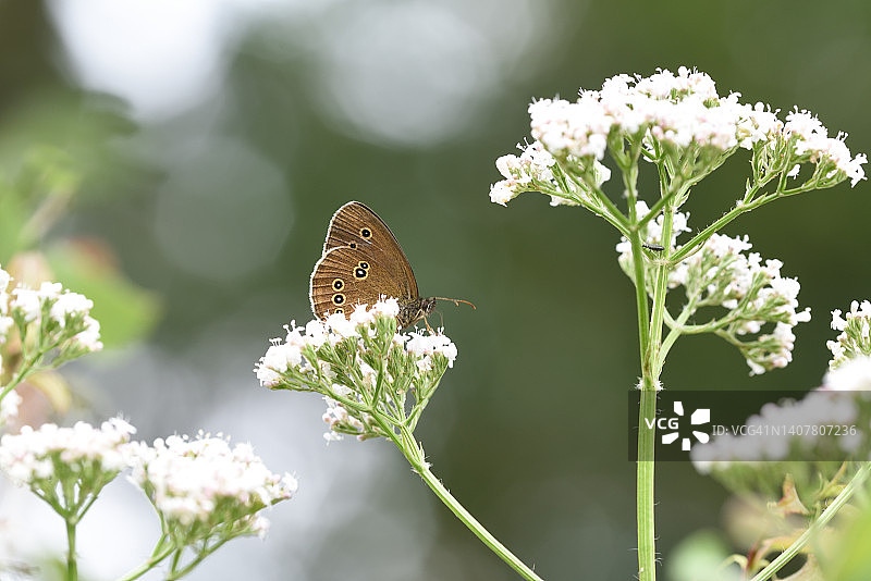 褐色的森林鸟图片素材