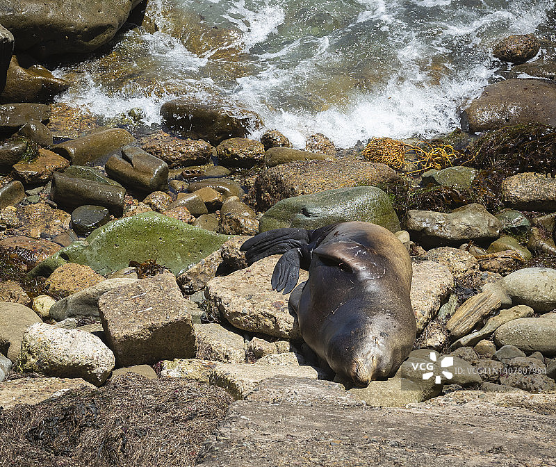 嗜睡的加州海狮图片素材