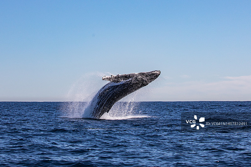 座头鲸跃出水面图片素材