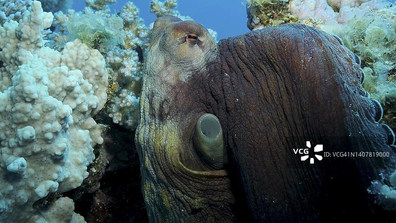 珊瑚礁上的大红章鱼特写（蓝章鱼），红海，埃及图片素材