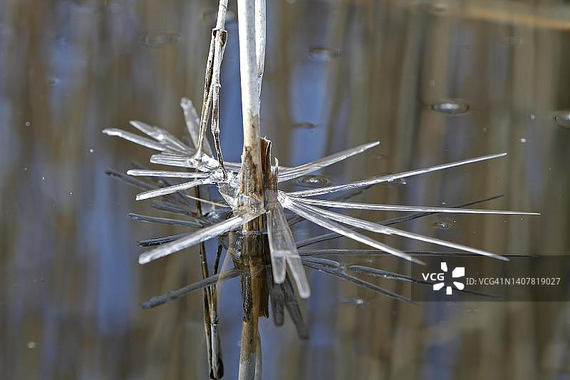 春天芦苇叶片上的冰结构，佩内河谷河流景观自然公园，梅克伦堡-西波美拉尼亚，德国图片素材