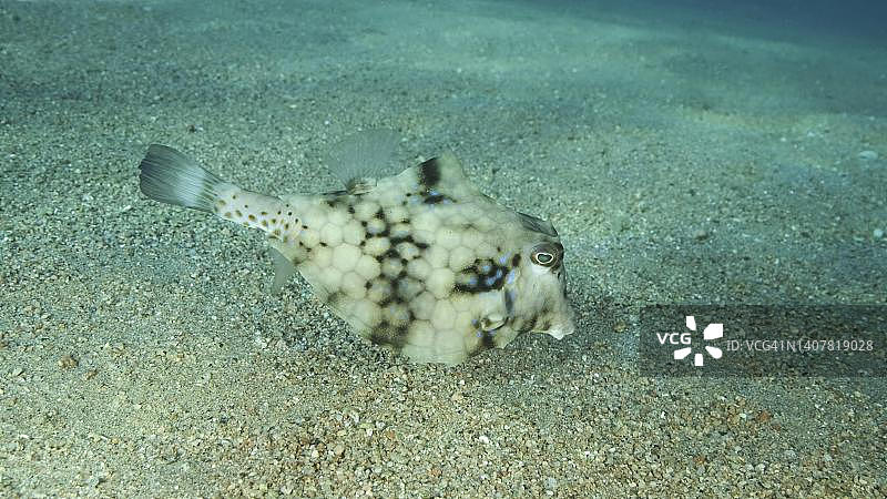 箱鲀在沙质海底游泳特写，红海，埃及图片素材