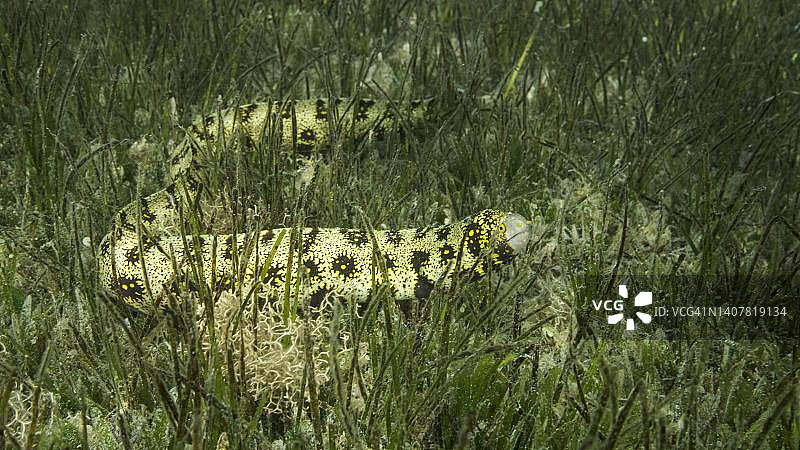 海鳗在绿色海草中缓慢游动特写图片素材
