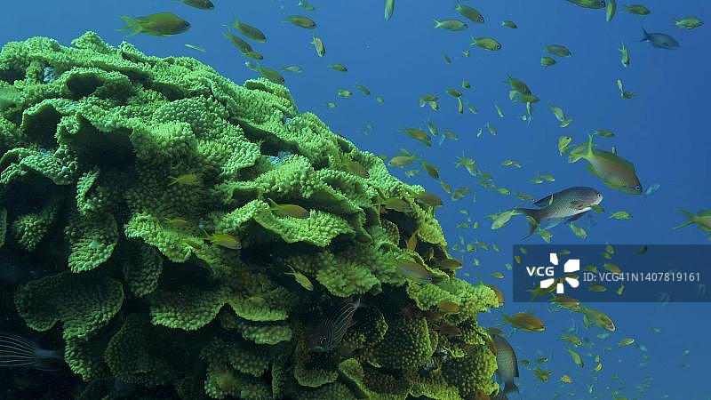 鳞鳍花鮨或金黄突鳍鱼群在珊瑚附近游动，红海，埃及图片素材