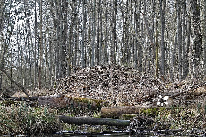 德国梅克伦堡-前波美拉尼亚州自然公园中的海狸图片素材