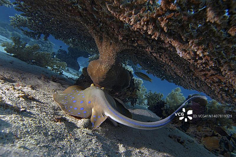 蓝点魟，红海埃及珊瑚礁下图片素材