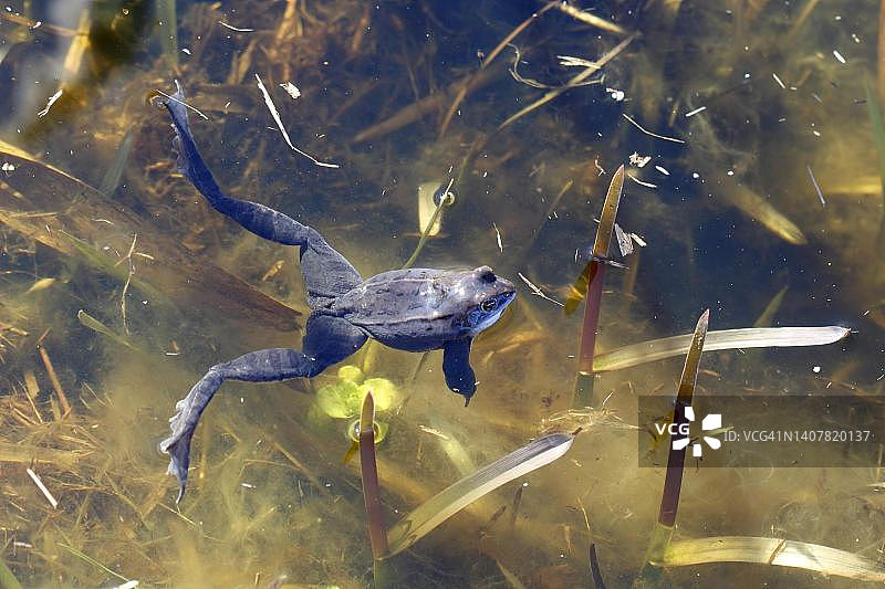 俯视水中守护卵球的草蛙（Rana arvalis），德国梅克伦堡-前波莫瑞州佩内河谷河流景观自然公园图片素材
