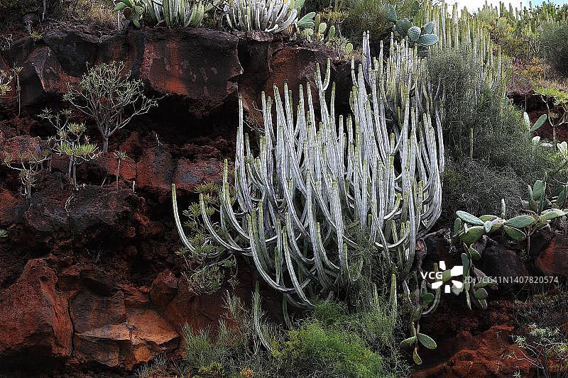拉斯奎瓦斯德阿瓜地区风光，火山岩上植被茂盛，西班牙加那利群岛拉帕尔马岛西北部图片素材