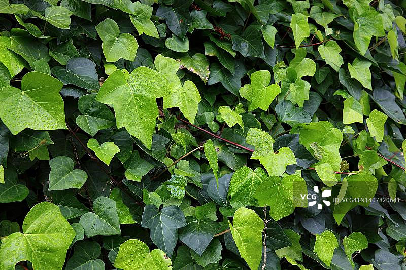 西班牙加那利群岛拉帕尔马岛的常春藤叶图片素材