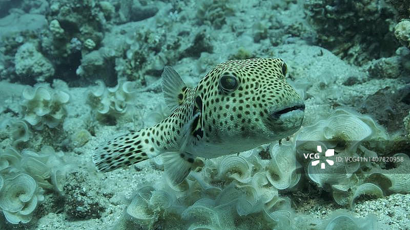 星斑河豚在珊瑚礁附近游动特写，红海，埃及图片素材