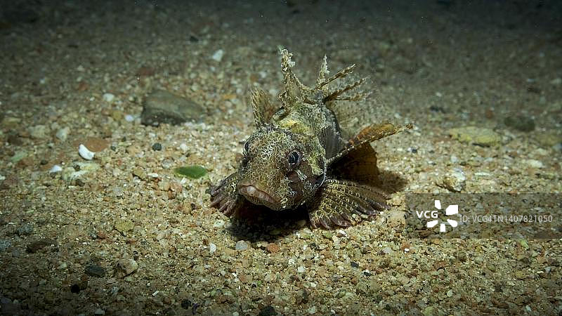 躺在沙底的蓑鲉图片素材