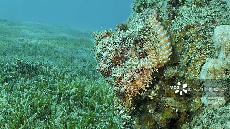 лежак на рифе. бородатый скорпенопсис (scorpaenopsis barbata). красное море, египет图片素材