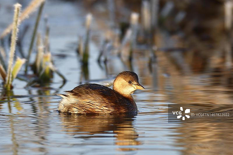 换羽中的小䴙䴘，德国萨克森-安哈尔特州德绍-罗斯劳图片素材
