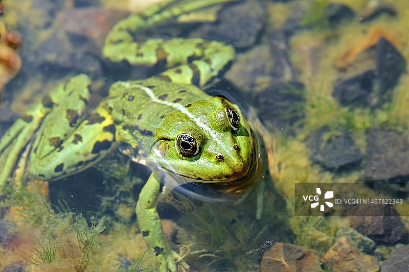 食用蛙，也称水蛙(Pelophylax)，德国图片素材