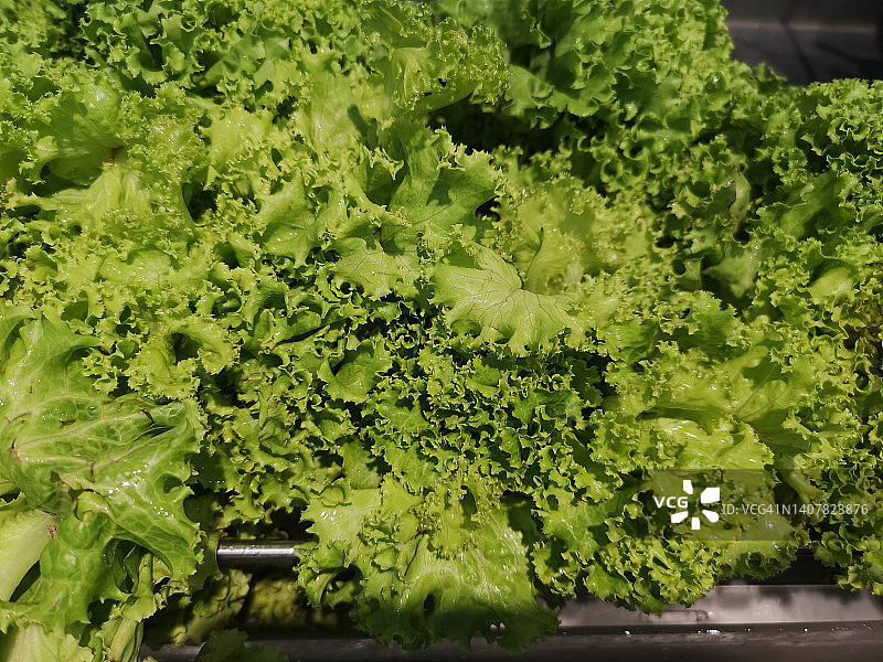 绿色生菜蔬菜沙拉图片素材