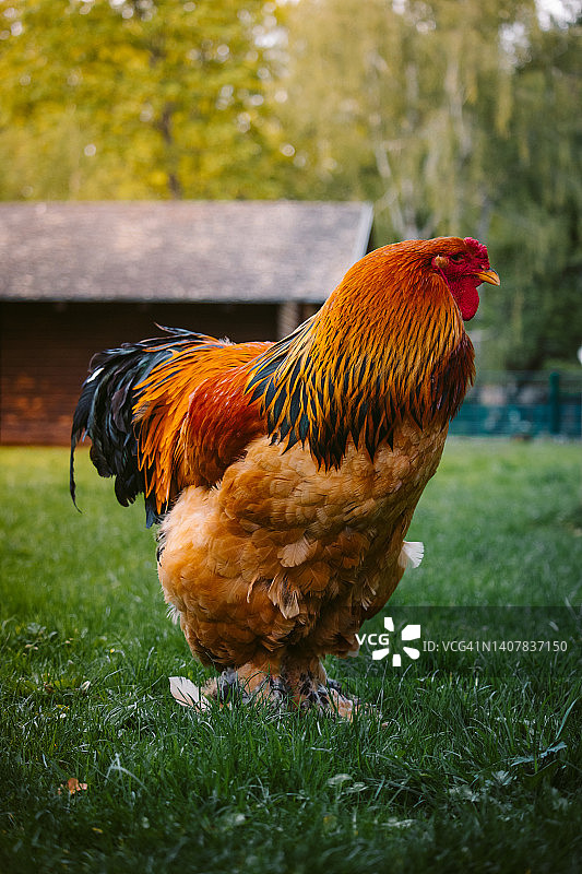 农场里的一只大公鸡图片素材