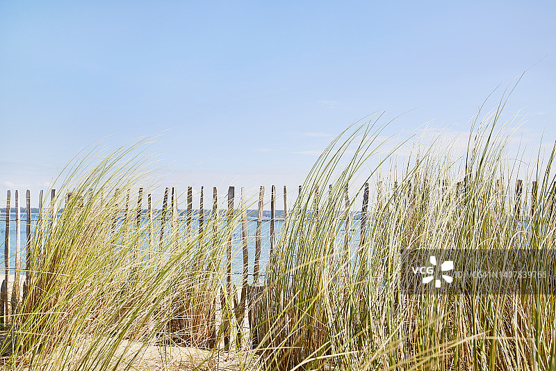 夏季蓝天下，海边栅栏旁的芒草图片素材