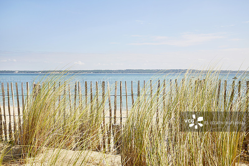 夏季蓝天下，海边栅栏旁的芒草图片素材