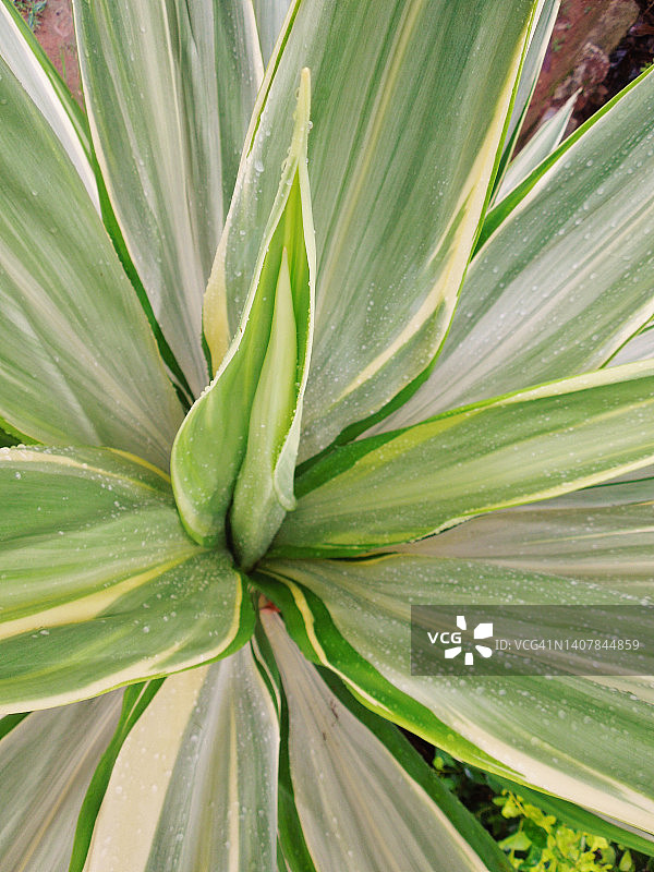 壮观的彩色卫队丝兰植物特写图片素材