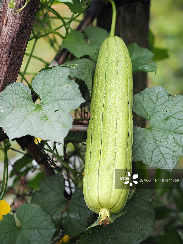丝瓜：葫芦科绿色蔬菜图片素材
