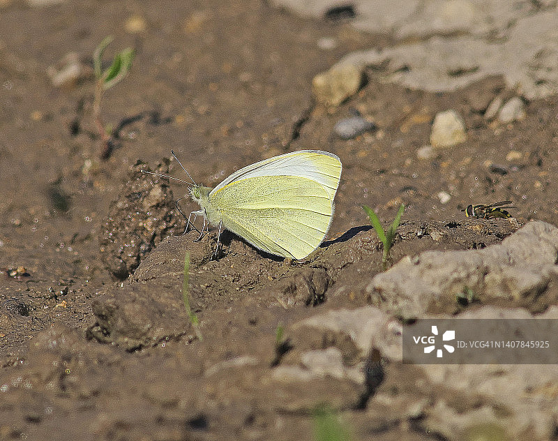 大白菜粉蝶图片素材