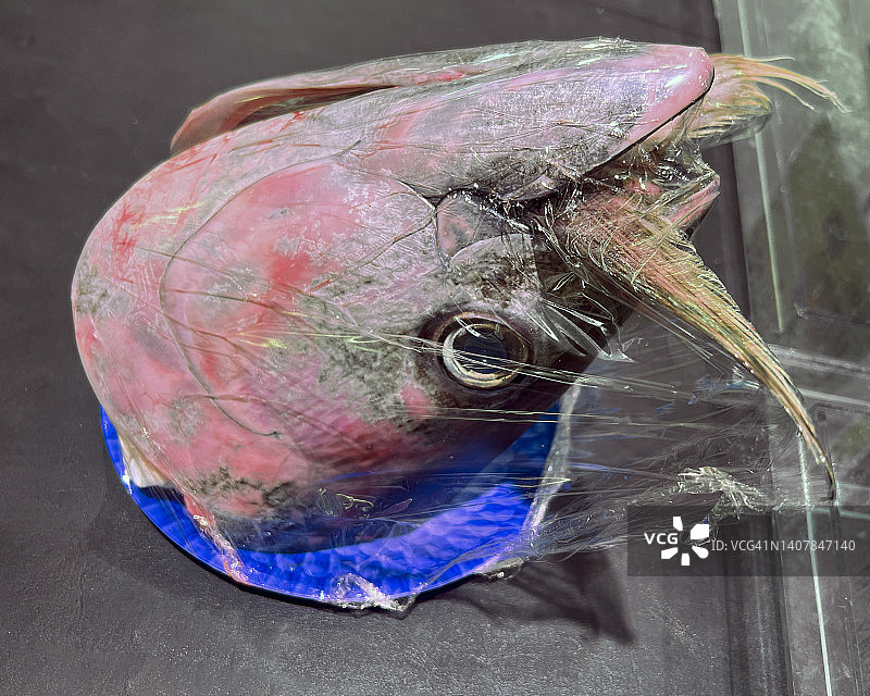 金枪鱼头尾图片素材