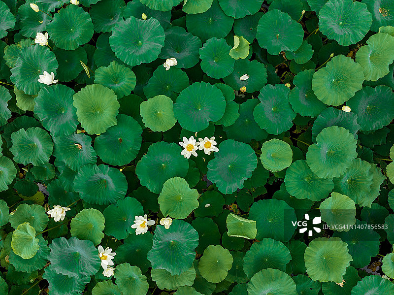 夏季的荷花池图片素材