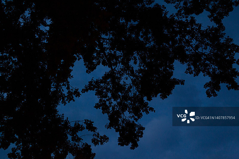 黄昏时分透过树叶仰望图片素材