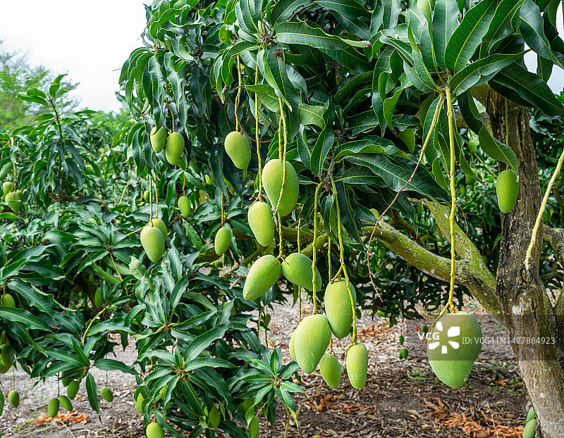 芒果树和芒果图片素材