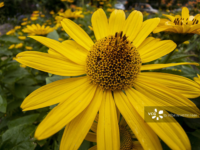 金色紫菀花头图片素材