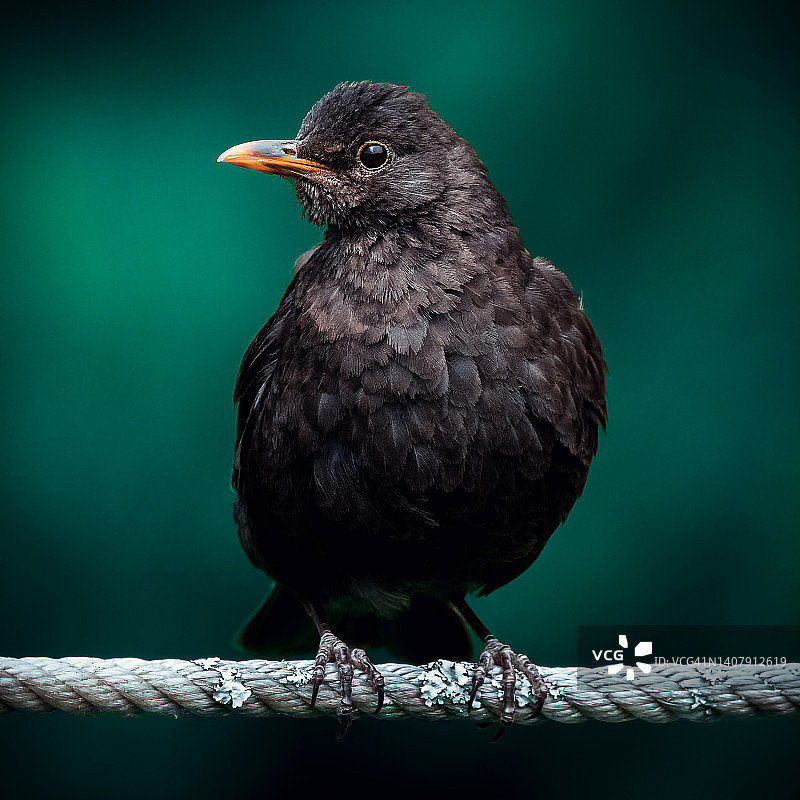 绿色背景中的鸟肖像图片素材