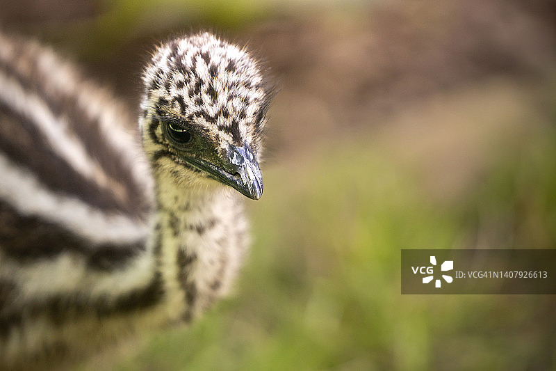 鸸鹋鸵鸟的肖像图片素材