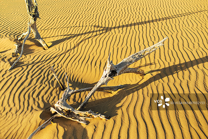 前景为枯树的沙漠景观：气候变化的荒凉景象图片素材