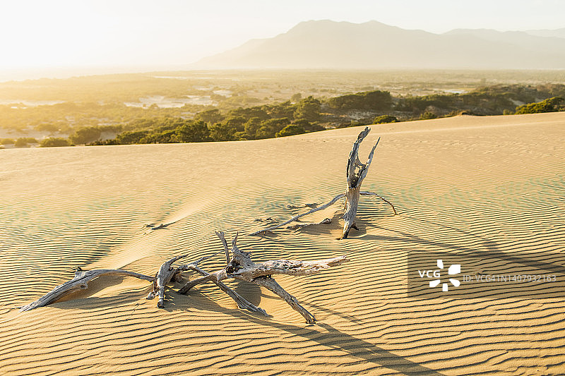 前景为枯树的沙漠景观：气候变化的荒凉景象图片素材