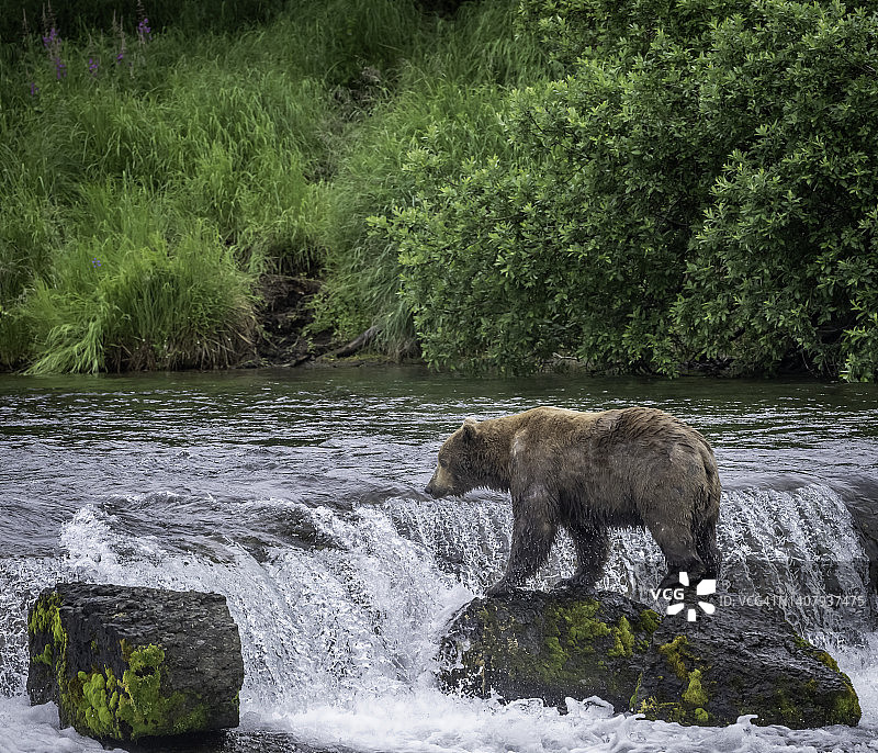 棕熊在瀑布处猎捕鲑鱼图片素材