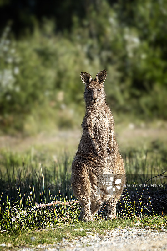 东部灰袋鼠图片素材