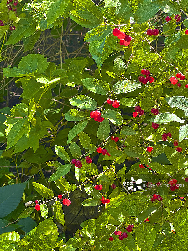 七月灌木丛中的红色熊果图片素材